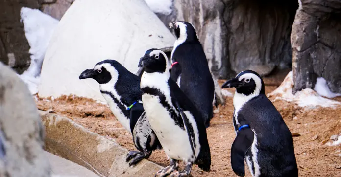 PENGU FI PENGU In a Healthy Correction! Is $0.10 the Next Stop?