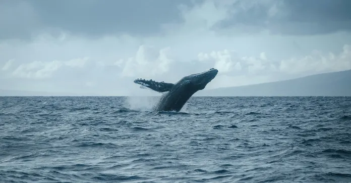 Untitled design FARTCOIN